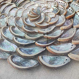 Coastal 24"x24" Natural Abalone Shell Flower Shape Wall Art with Shadow Box Framed Front Glass for Living Room Dining Room Entrance Corridor Bedroom Decoration