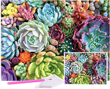 DIY 5D Painting Succulents Kits, Used for Bedroom, Dining Room and Home Decoration, 5D Round Diamond Painting, Gift for Parents and Children