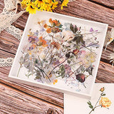 Flower Sticker Set, NOGAMOGA Large Size Design PET Transparent Floral Decals Decorative Journaling Stickers, 6 Nature Themes Plant Stickers for Scrapbooking, Arts, DIY Crafts, Junk Journals, Resin