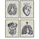 Heart, Lungs, Brain, Intestine Anatomy Organs - Upcycled Dictionary Wall Art Prints for Medical Clinic, Office - 8x10 Vintage Steampunk Goth Decor Set - Gift for Doctor, Nurse, Med School, Student