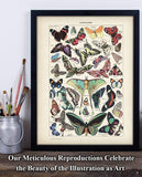 Butterflies Illustration - 11x14 Unframed Art Print - Makes a Great Gift Under $15 for Bathroom Decor