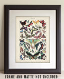 Butterflies Illustration - 11x14 Unframed Art Print - Makes a Great Gift Under $15 for Bathroom Decor