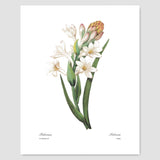 Botanical Prints (Redoute Flower Wall Art, Winter White Room Decor, Set of 6) - 8x10 Unframed