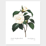 Botanical Prints (White Home Decor Room, Redoute Flower Wall Art) Camellia, Peony, Magnolia (Set of 3) - 8x10 Unframed