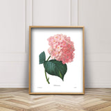 Hydrangea Art (Pink Flower Print, Botanical Summer Wall Decor) Pierre Redoute - Unframed