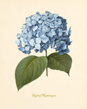 Blue Flower Wall Art - Vintage Floral Decor - Botanical Prints (Set of 6) - 8 x 10 - Unframed
