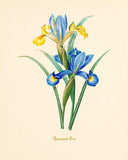 Blue Flower Wall Art - Vintage Floral Decor - Botanical Prints (Set of 6) - 8 x 10 - Unframed