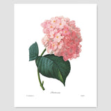 Hydrangea Art (Pink Flower Print, Botanical Summer Wall Decor) Pierre Redoute - Unframed