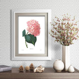 Hydrangea Art (Pink Flower Print, Botanical Summer Wall Decor) Pierre Redoute - Unframed