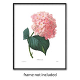 Hydrangea Art (Pink Flower Print, Botanical Summer Wall Decor) Pierre Redoute - Unframed