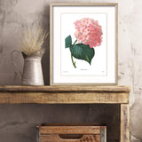 Hydrangea Art (Pink Flower Print, Botanical Summer Wall Decor) Pierre Redoute - Unframed