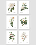 Botanical Prints (Redoute Flower Wall Art, Winter White Room Decor, Set of 6) - 8x10 Unframed