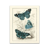 Vintage Print of Insects - Enchanting Butterflies - Gallery Wall Decor Art Print 8 x 10 Unframed (Set of 3)