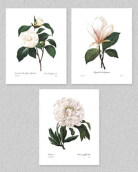 Botanical Prints (White Home Decor Room, Redoute Flower Wall Art) Camellia, Peony, Magnolia (Set of 3) - 8x10 Unframed